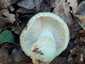 Varashátú galambgomba (Russula virescens), Budai-hegység